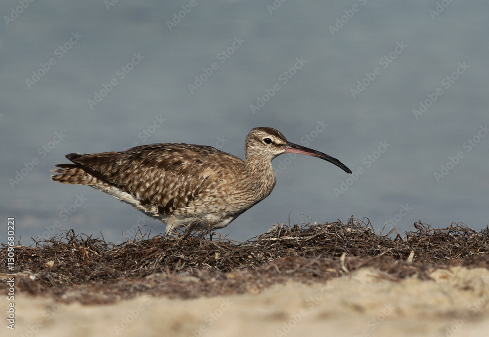 Whimbrel in the morning hours at Busaiteen coast of Bahrain Whimbrel in the morning hours at Busaiteen coast of Bahrain