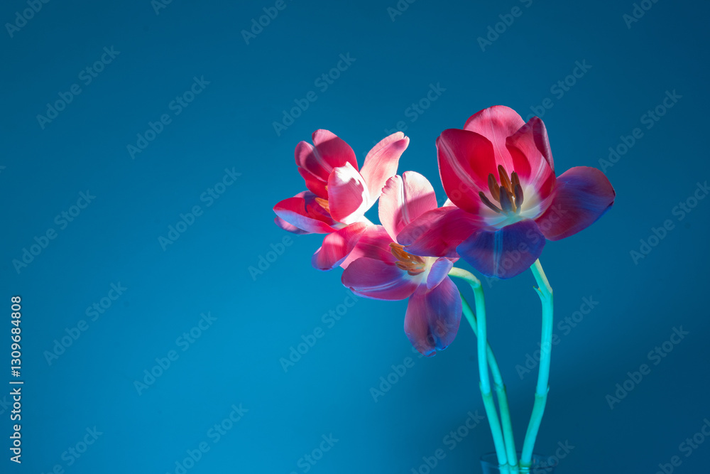 Modern Botanical Print of Tulip Trio for Lifestyle Brands Modern Botanical Print of Tulip Trio for Lifestyle Brands