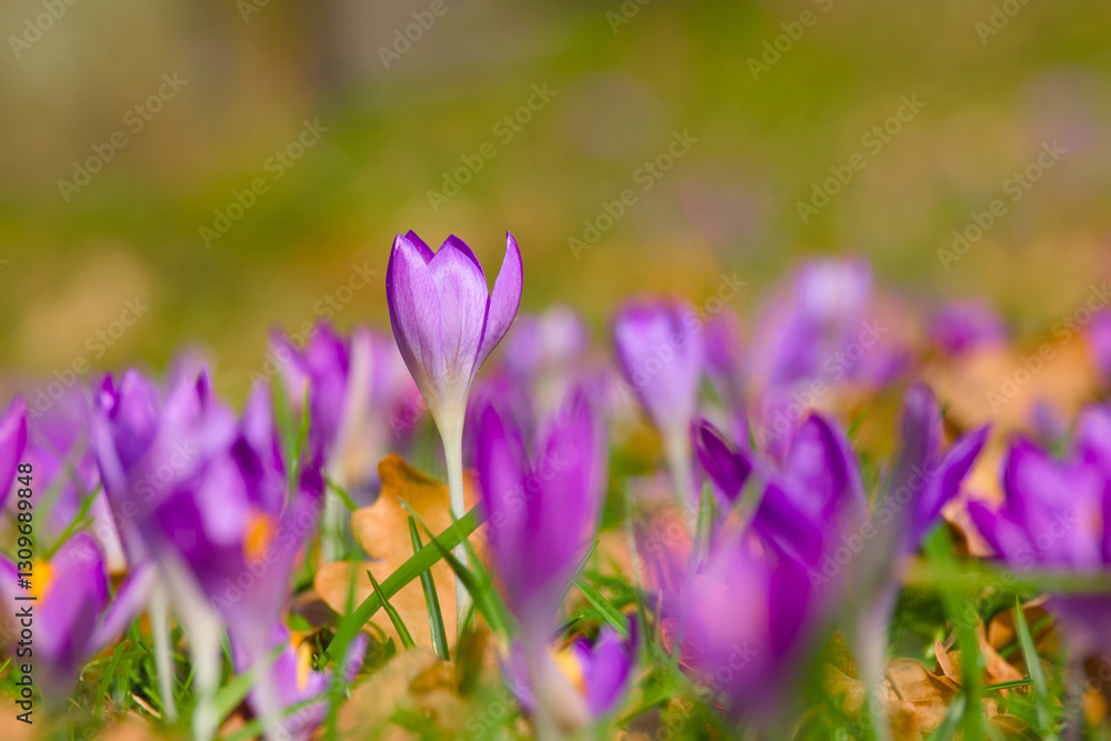 purple crocus flower among many crocus flowers purple crocus flower among many crocus flowers