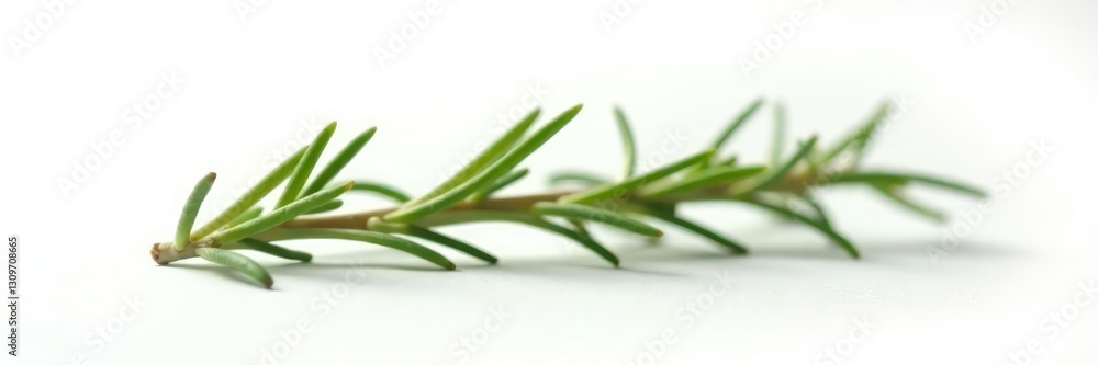 A solitary sprig of rosemary on white background, fragrant herb, rosemary branch A solitary sprig of rosemary on white background, fragrant herb, rosemary branch