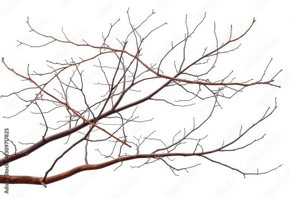 Bare, intertwined branches isolated on pure white background, background, design Bare, intertwined branches isolated on pure white background, background, design