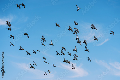 Flock of birds flying in the sunny blue sky