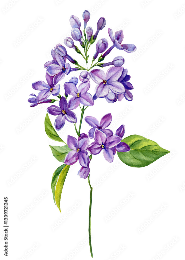 Fototapeta premium lilac flower. Watercolor Floral Bouquet. Hand Painted Wildflowers Lilacs. Botanical Blooms Elegant Design and Decoration
