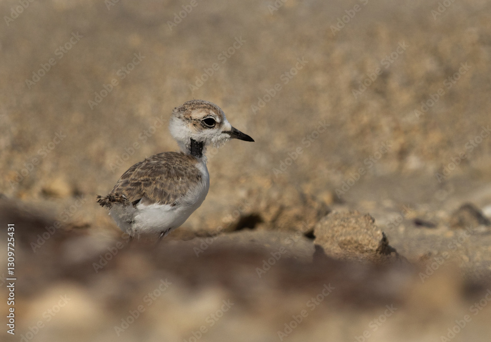 Obraz premium Kentish Plover chick at Buasiteen coast of Bahrain