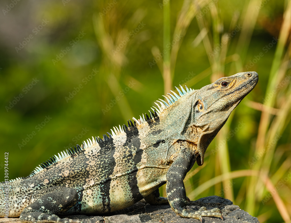Fototapeta premium A Black Spiny Tailed Iguana closeup from Costa Rica
