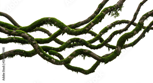 Fototapeta Naklejka Na Ścianę i Meble -  Twisted wild root plant, nature frame jungle border, isolated on white background, clipping path, cut-out, 