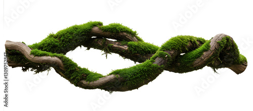 Twisted wild root plant, nature frame jungle border, isolated on white background, clipping path, cut-out, 