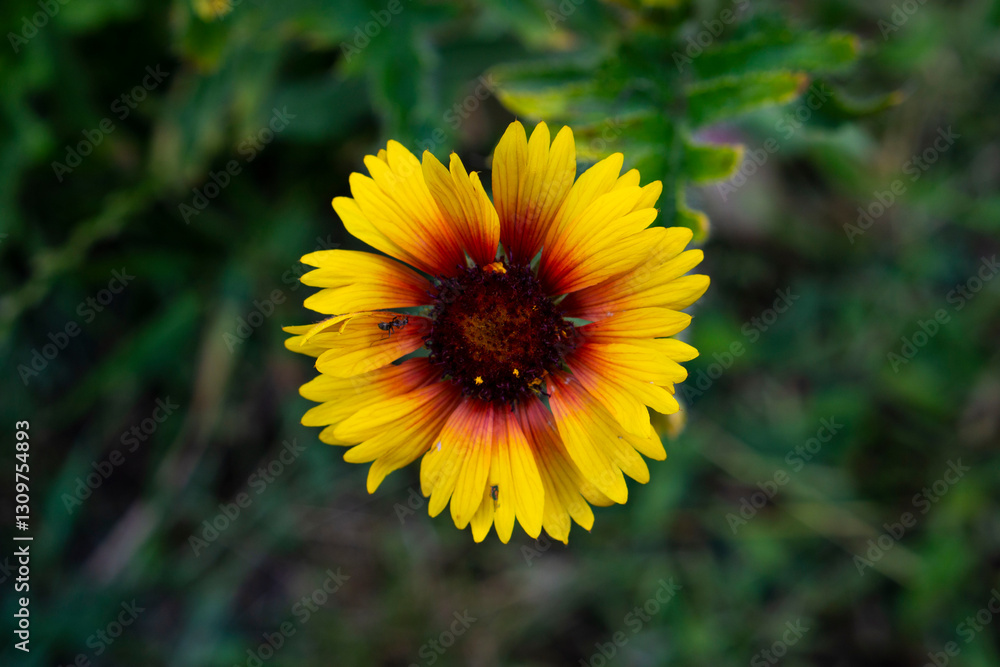 custom made wallpaper toronto digitalyellow flower of a dandelion