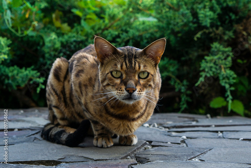 Toyger shorthaired domestic cat, striped color