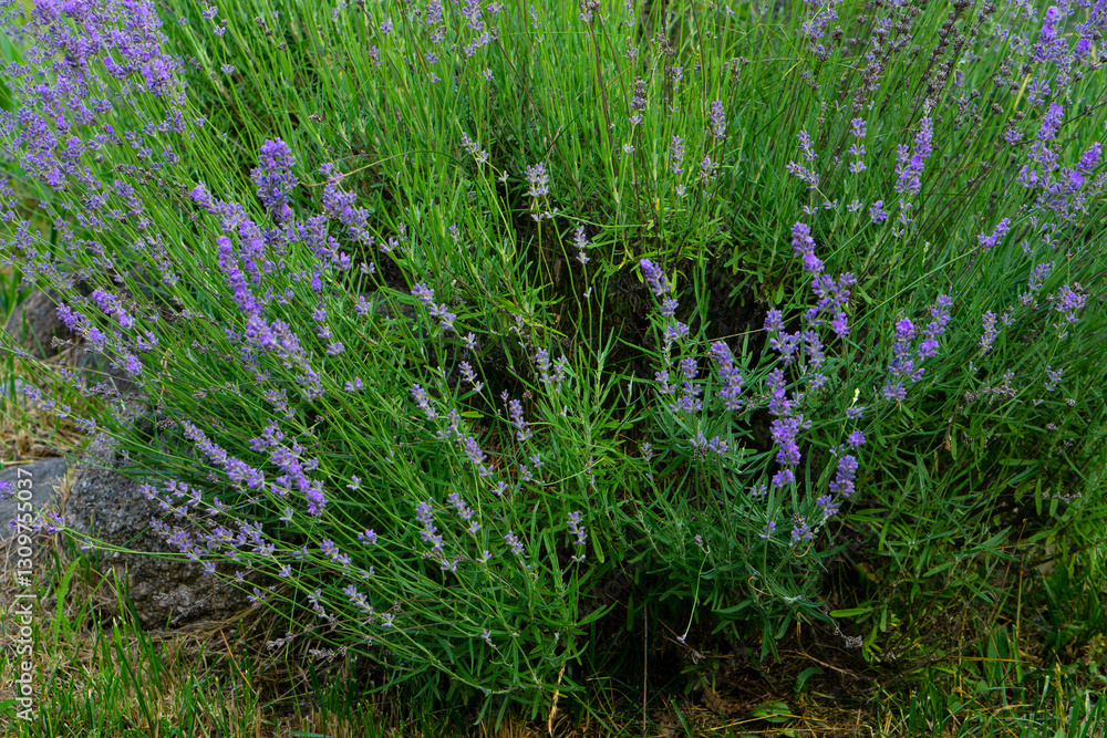 Obraz premium Blooming lavender, view from above. Nature