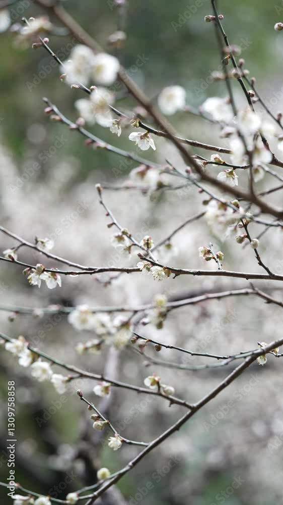咲き誇る梅の花 咲き誇る梅の花