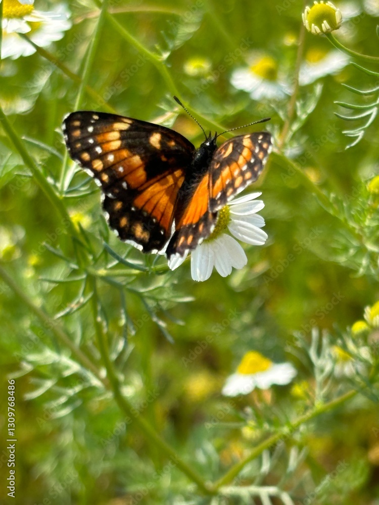 Butterfly resting in a chamomile field