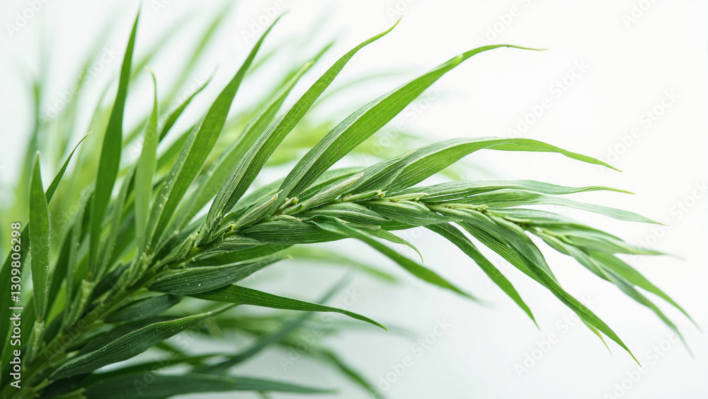 Mesmerizing Wild Grass Blades Stock Photo for Spring Promotions, Marketing Designs, Greeting Cards, and Eco-Friendly Campaigns Mesmerizing Wild Grass Blades Stock Photo for Spring Promotions, Marketing Designs, Greeting Cards, and Eco-Friendly Campaigns