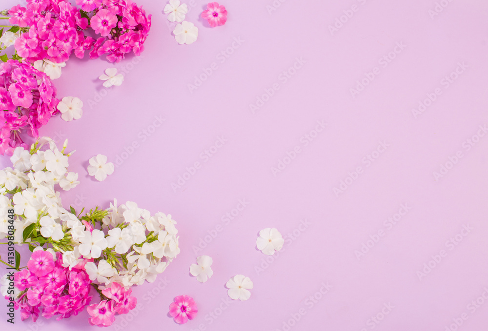 white and purple phloxes on color paper background white and purple phloxes on color paper background