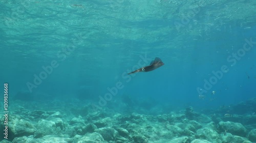 Wallpaper Mural calamari scenery loligo vulgaris underwater fish scenery Torontodigital.ca