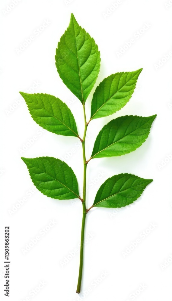 Obraz premium Single isolated branch on white background with delicate leaves and intricate veins, natural, isolated branches, greenery