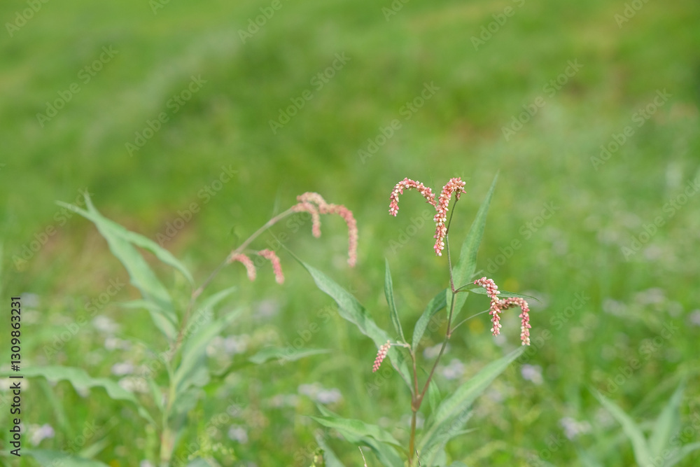 Close up of pink water pepper flower or Persicaria hydropiper or Polygonum hydropiper.Bokeh background.Copy space for text.for graphic design,3D rendering or banner background Close up of pink water pepper flower or Persicaria hydropiper or Polygonum hydropiper.Bokeh background.Copy space for text.for graphic design,3D rendering or banner background