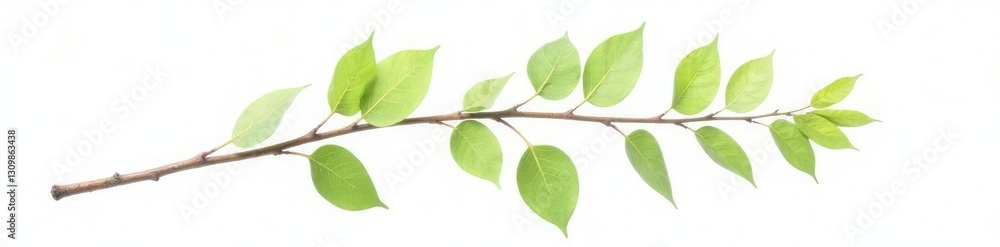 Single isolated branch with delicate leaves on white background, nature, natural Single isolated branch with delicate leaves on white background, nature, natural