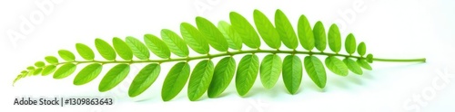 Single isolated fern frond on white background, foliage,