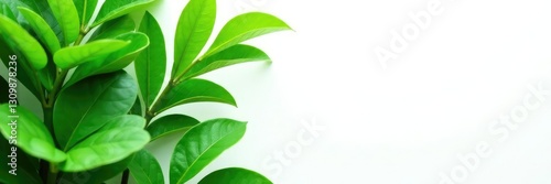 Wallpaper Mural Lush green leaves isolated on white background, botanical photography, plant life, nature Torontodigital.ca