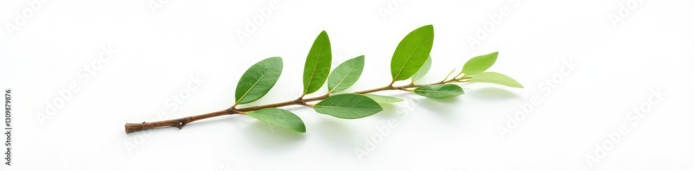 Fototapeta premium Single isolated branch on white background with subtle texture, organic, white background