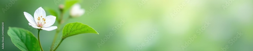 delicate white petals surrounding a single stem, plant, isolated, leaf delicate white petals surrounding a single stem, plant, isolated, leaf