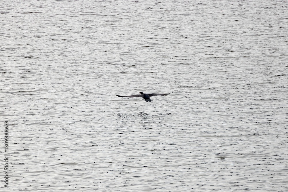 A great cormorant (Phalacrocorax carbo) flies low over the calm waters of Monfragüe, Extremadura, Spain. A striking wildlife scene full of freedom A great cormorant (Phalacrocorax carbo) flies low over the calm waters of Monfragüe, Extremadura, Spain. A striking wildlife scene full of freedom