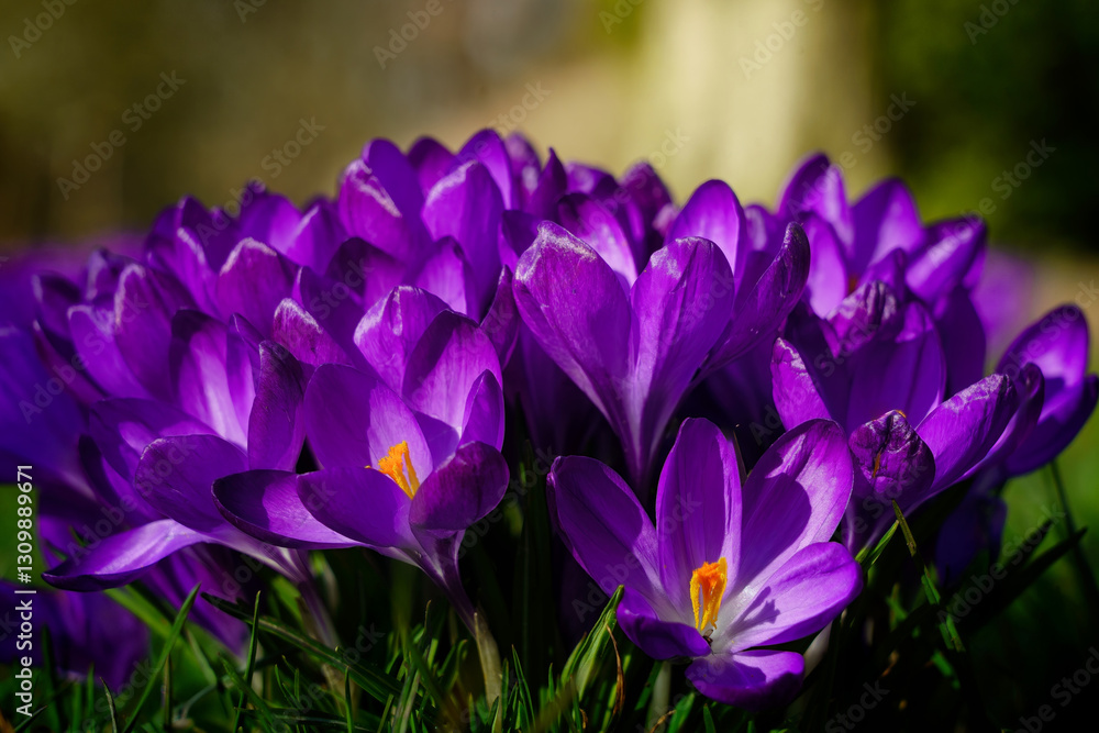 Bright deep purple crocus blossoms explode to greet the soft awakening of spring.