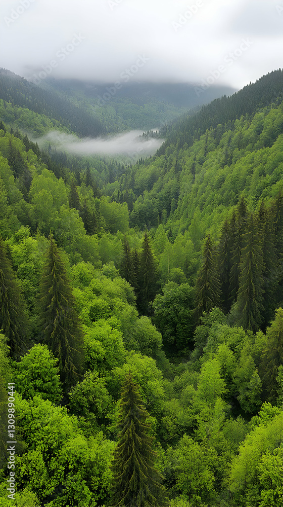 Fototapeta premium Misty Mountain Forest Landscape Photo