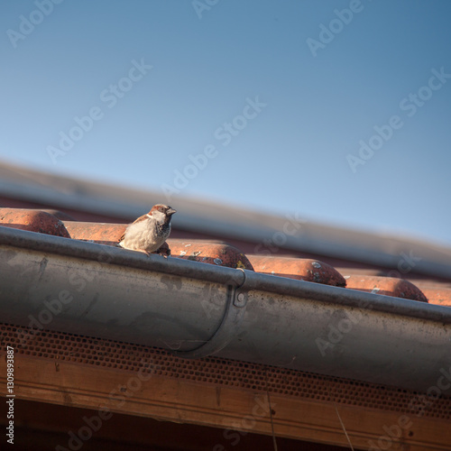 Spatz auf dem Dach