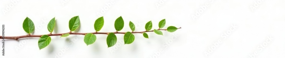 Long thin branch with small leaves on white background, branch, greenery, foliage Long thin branch with small leaves on white background, branch, greenery, foliage