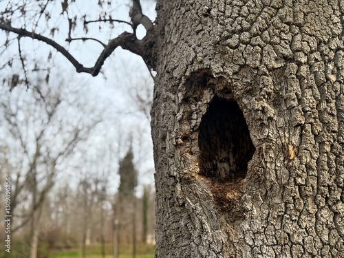 Canvastavla In the forest hollow trunk of a tree in the forest with green plant background