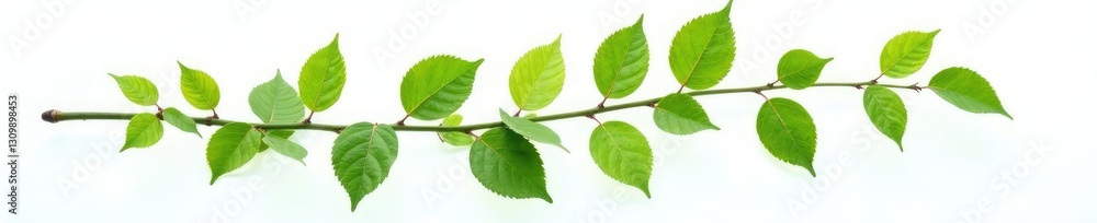 Single isolated branch with leaves on white background, leafy, botanical Single isolated branch with leaves on white background, leafy, botanical