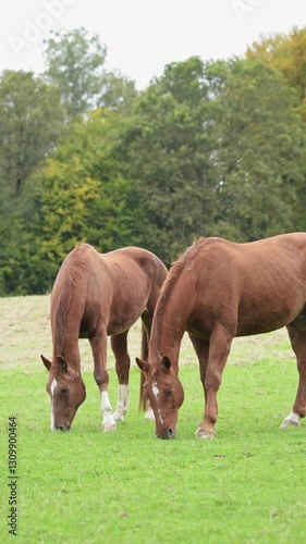 Two domestic brown horses grazing in a meadow on a pasture in the rural countryside with trees in the background, vertical video
