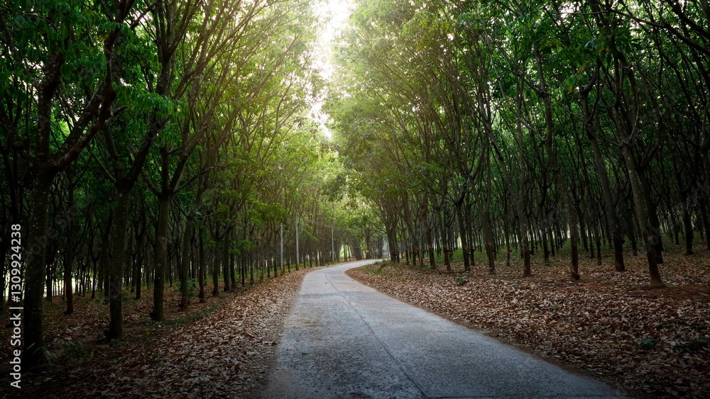 Rubber plantations that farmers have taken good care of until they grow and produce good yields. Rubber plantations that farmers have taken good care of until they grow and produce good yields.