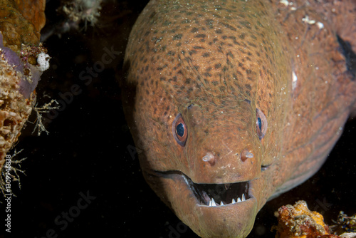 Maldives, Yellowmargin Moray (Gymnothorax flavimarginatus) photo