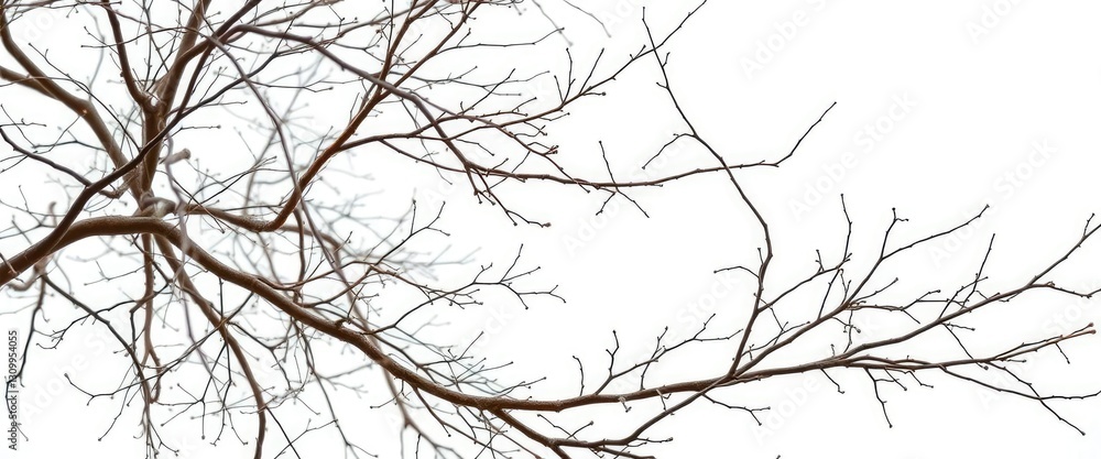 Obraz premium Intricate, bare branches isolated against a pure white backdrop, tree, isolated branch