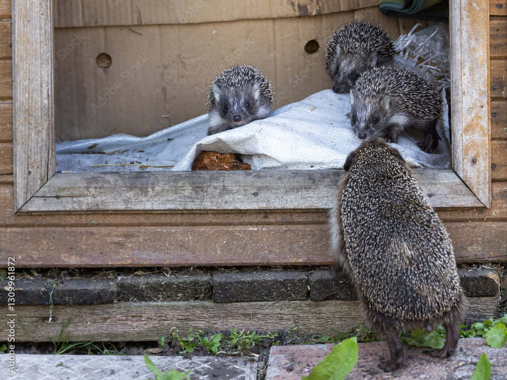 Naklejka premium hedgehogs