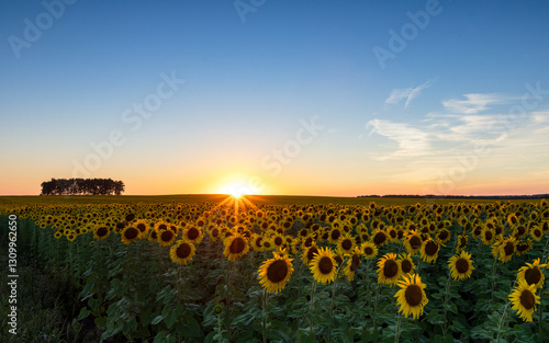 Wallpaper Mural Sunset on a sunflower field
 Torontodigital.ca