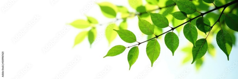 Tree branches with leaves on white background, isolation, serene Tree branches with leaves on white background, isolation, serene