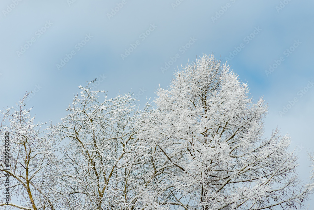 A tree covered in snow with a blue sky in the background A tree covered in snow with a blue sky in the background
