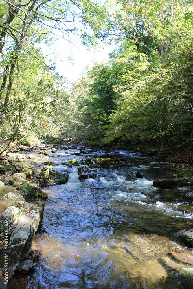 Obraz premium gentle stream in the forest