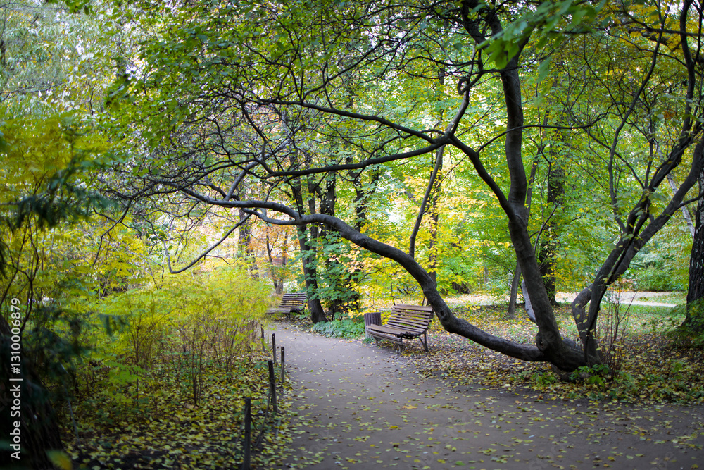 Autumn in the park in Moscow. Maples are turning yellow, and linden trees are dropping their leaves onto the still green lawn. The wooden pathway and benches are empty. Autumn in the park in Moscow. Maples are turning yellow, and linden trees are dropping their leaves onto the still green lawn. The wooden pathway and benches are empty.