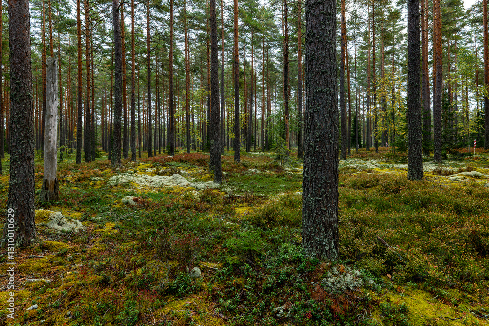 Obraz premium Magical fairytale forest. Forest covered of green moss in autumn