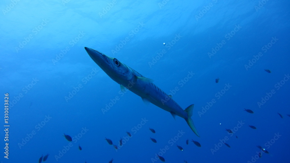 Fototapeta premium fish in aquarium