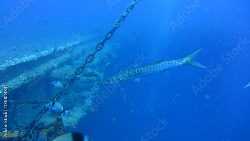 Wallpaper Mural school of fish Torontodigital.ca