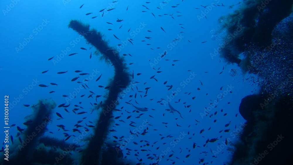 custom made wallpaper toronto digitalfish in aquarium