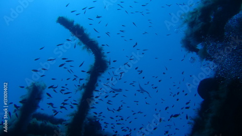 Wallpaper Mural fish in aquarium Torontodigital.ca