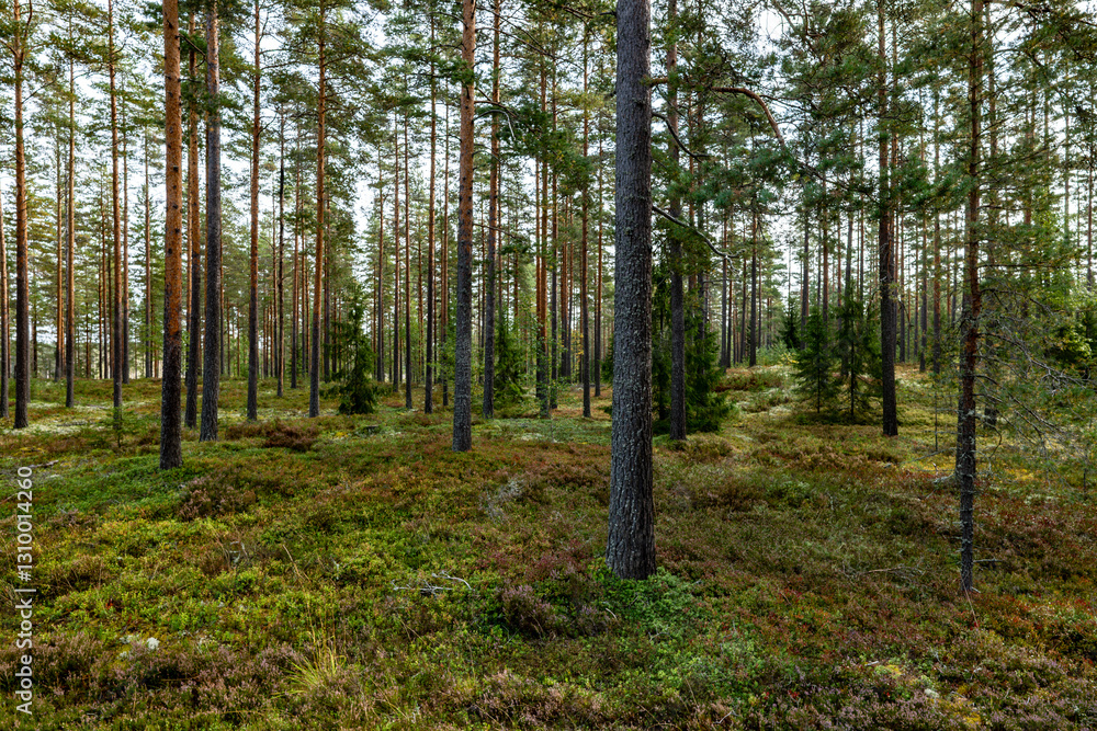 Fototapeta premium Magical fairytale forest. Forest covered of green moss in autumn