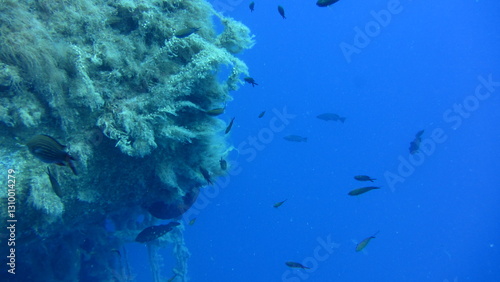 Wallpaper Mural coral reef in aquarium Torontodigital.ca